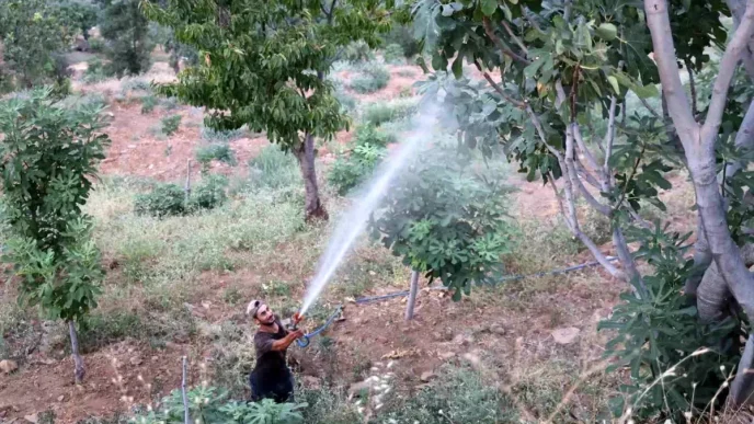 Aydinda Incir Uretimi Akdeniz Meyve Sinegi Tehdidiyle Karsi Karsiya