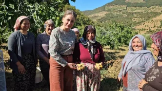 Aydinda Sari Lop Incir Hasadi Basladi