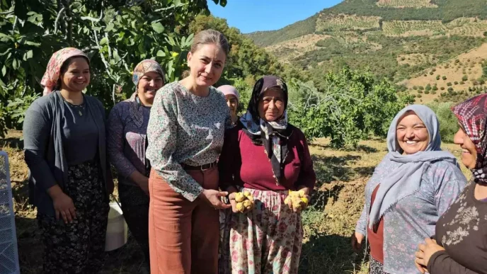 Aydinda Sari Lop Incir Hasadi Basladi