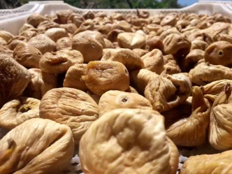 Aydinin Kuru Incir Ihracatinda Rekor 348 Milyon Dolar