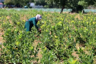 Bafra Ovasinda Aronya Uretimi Artiyor