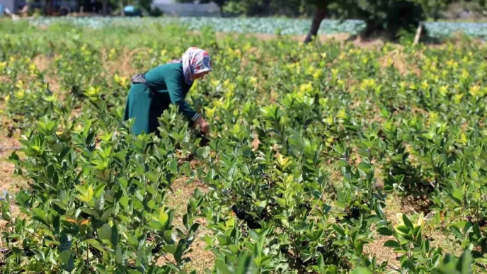 Bafra Ovasinda Aronya Uretimi Artiyor