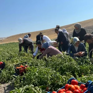 Bakan Yumaklidan Domates Hasadi ve Zirai Ilac Kullanimi Bilancosu