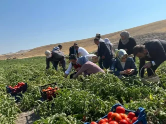 Bakan Yumaklidan Domates Hasadi ve Zirai Ilac Kullanimi Bilancosu