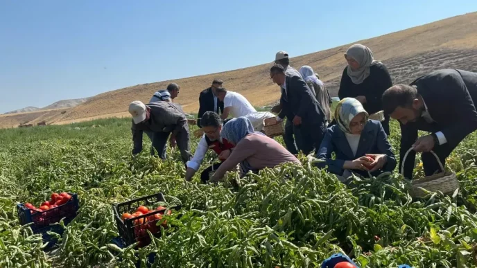 Bakan Yumaklidan Domates Hasadi ve Zirai Ilac Kullanimi Bilancosu