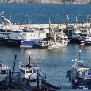 Balikcilar 1 Eyluldeki yeni av sezonundan umutlu Hamsi lufer cinekop