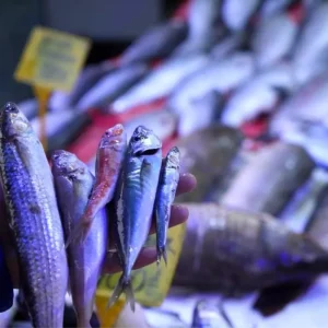 Balikcilikla Ilgili Mujdeli Haber Hamsi ve Istavritte Bolluk Bekleniyor