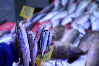 Balikcilikla Ilgili Mujdeli Haber Hamsi ve Istavritte Bolluk Bekleniyor