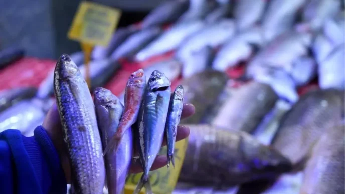 Balikcilikla Ilgili Mujdeli Haber Hamsi ve Istavritte Bolluk Bekleniyor