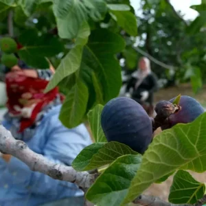 Bursa Siyahi Incirinde Hasat ve Ihracat Basladi