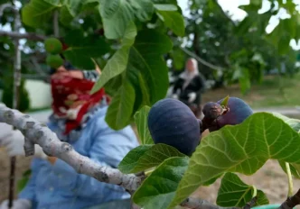 Bursa Siyahi Incirinde Hasat ve Ihracat Basladi