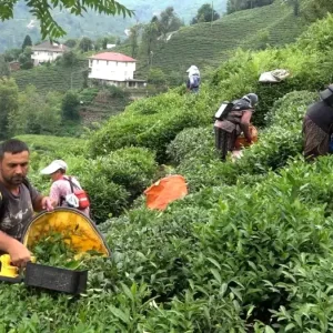 CAYKUR Genel Muduru Alim Cay ureticileri de magduriyetin kendilerinden oldugunun