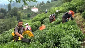 CAYKUR Genel Muduru Alim Cay ureticileri de magduriyetin kendilerinden oldugunun