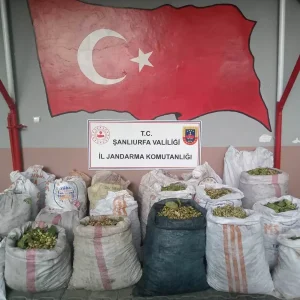 Ceylanpinarda Antep Fistigi Hirsizligina 13 Gozalti