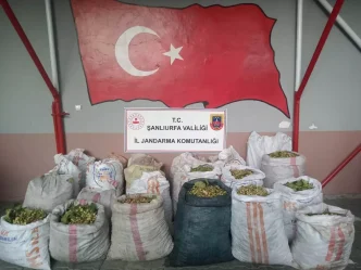 Ceylanpinarda Antep Fistigi Hirsizligina 13 Gozalti