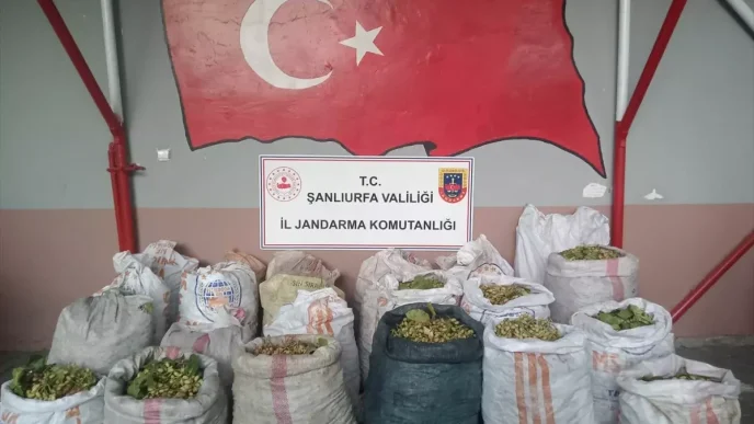Ceylanpinarda Antep Fistigi Hirsizligina 13 Gozalti
