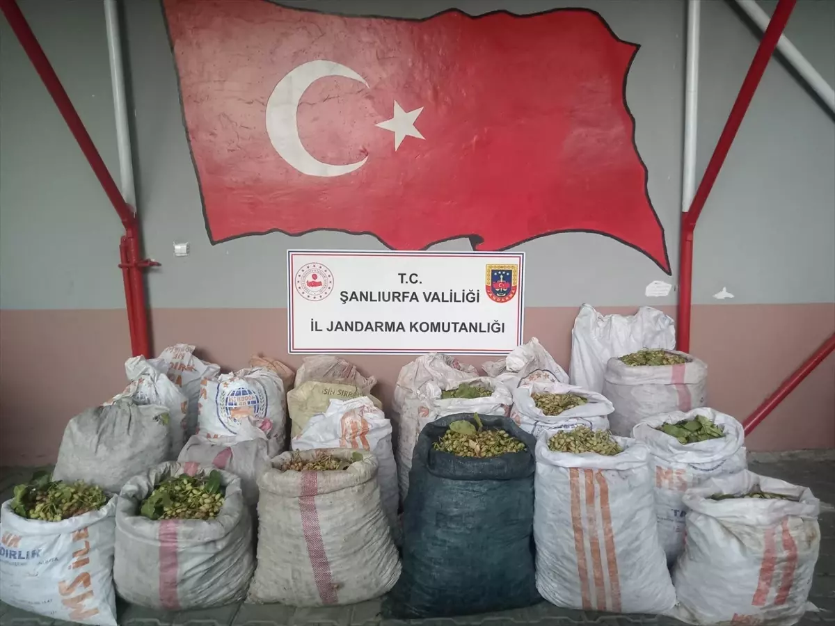 Ceylanpinarda Antep Fistigi Hirsizligina 13 Gozalti