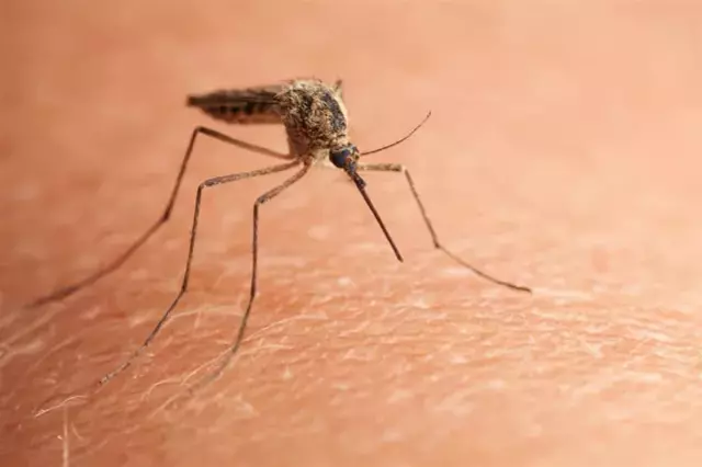 Chikungunya virüsü yayılıyor! Çin'de vakalar 7 bini geçti, karantinalar başladı