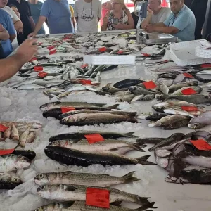 Didimde Ilk Balik Mezati Duzenlendi