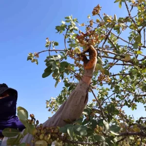 Diyarbakirda Fistik Hasadi Basladi Kuraklik Etkiliyor