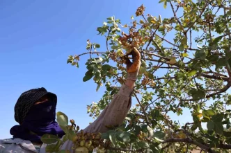Diyarbakirda Fistik Hasadi Basladi Kuraklik Etkiliyor