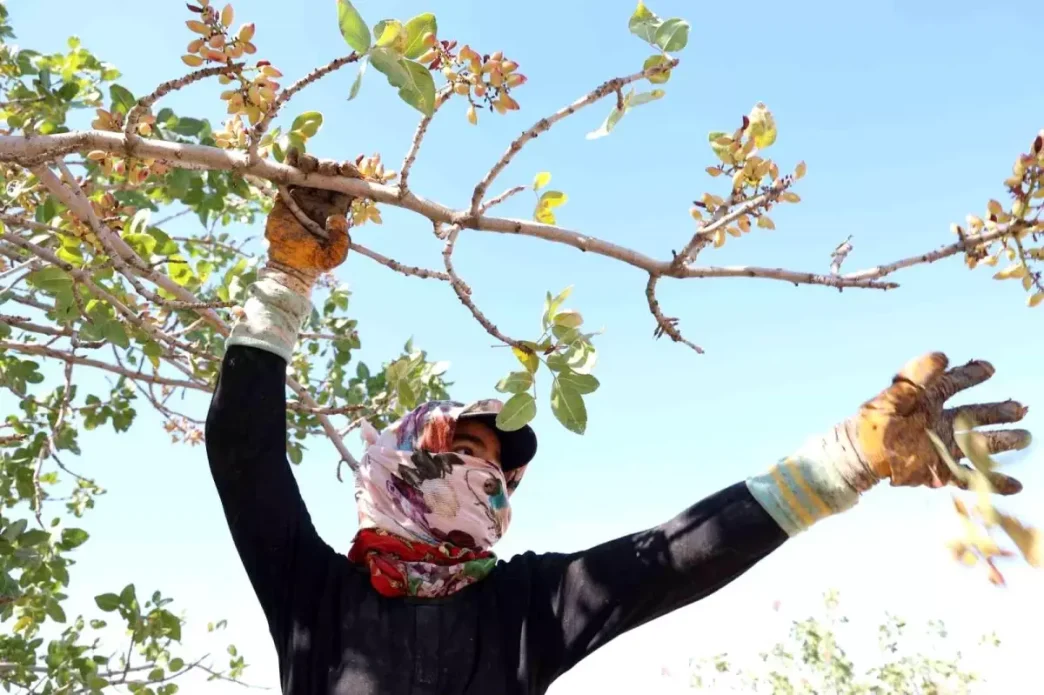 Diyarbakirda Fistik Hasadi Sicak Hava Altinda Devam Ediyor