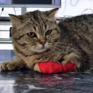 Duzcede 420 Ton Kedi ve Kopek Mamasi Ihracati Yapildi