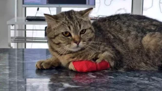 Duzcede 420 Ton Kedi ve Kopek Mamasi Ihracati Yapildi