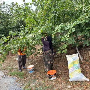 Duzcede Erken Findik Hasadi Basladi