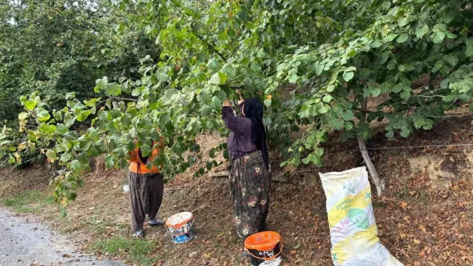 Duzcede Erken Findik Hasadi Basladi