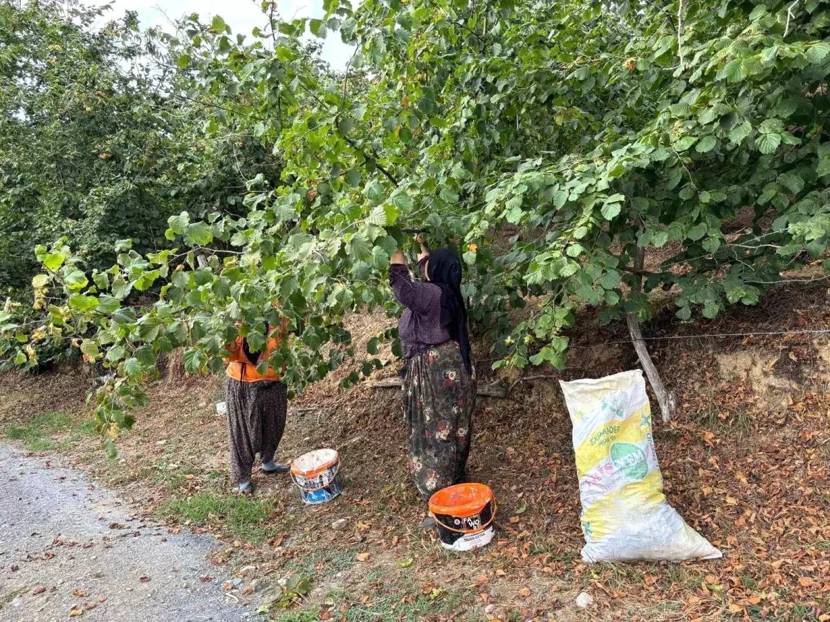 Duzcede Erken Findik Hasadi Basladi
