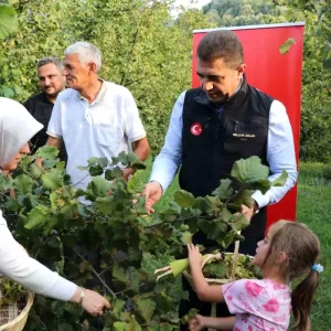 Duzcede Findik Hasat Senligi Basladi