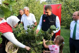 Duzcede Findik Hasat Senligi Basladi
