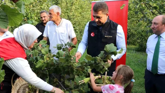 Duzcede Findik Hasat Senligi Basladi