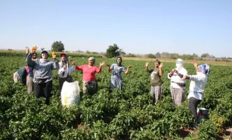 Edirne Karaagac Aci Biberi Hasadi Senliklerle Basladi