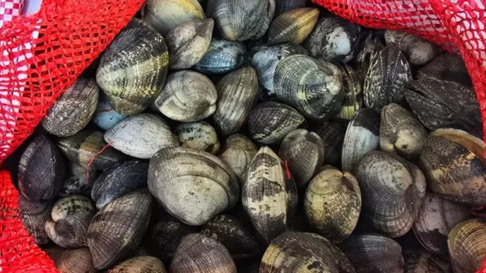 Edirnede Kacak Avlanan 650 Kilogram Kum Midyesine El Konuldu
