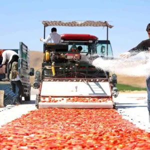 Elazig Domatesleri Dunya Sofralarini Susluyor
