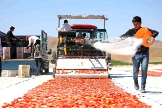 Elazig Domatesleri Dunya Sofralarini Susluyor