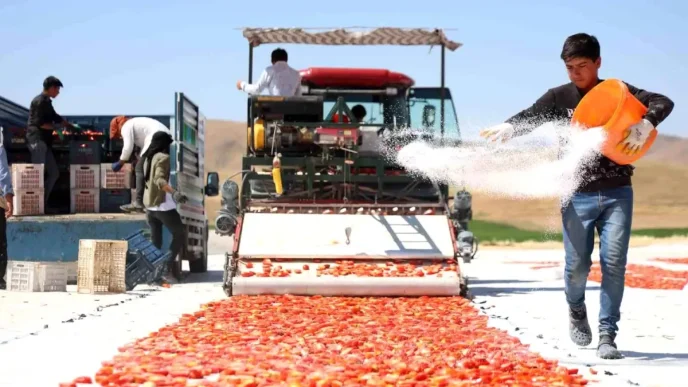 Elazig Domatesleri Dunya Sofralarini Susluyor