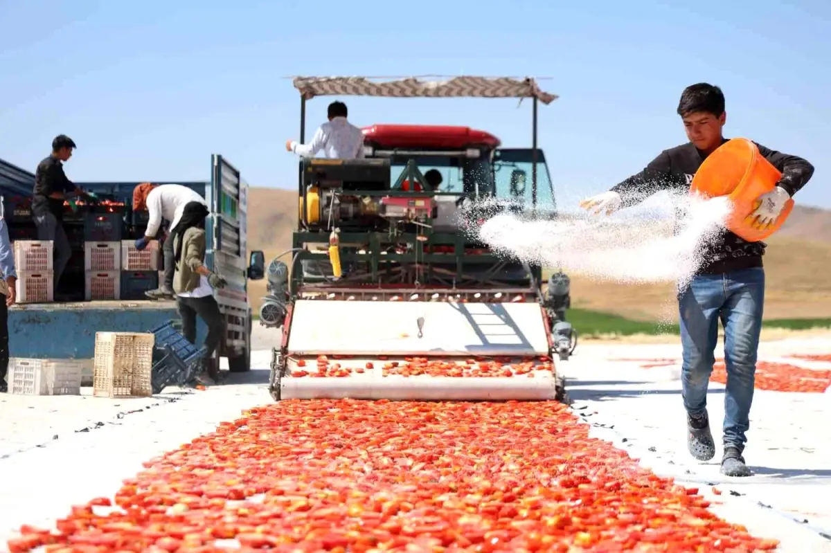 Elazig Domatesleri Dunya Sofralarini Susluyor