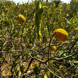 Erdemlide Kuraklik Nedeniyle 1000 Donum Limon Bahcesi Kurudu