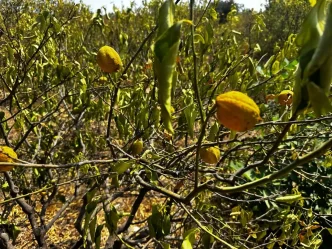 Erdemlide Kuraklik Nedeniyle 1000 Donum Limon Bahcesi Kurudu