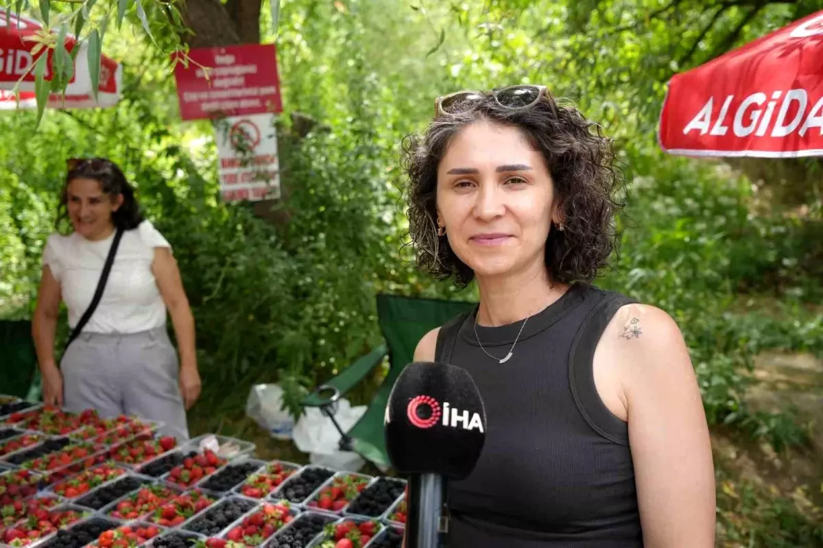 Erzincanin Organik Cilek ve Bogurtleni Asiri Sicaklarda Tercih Ediliyor