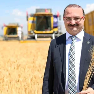 Erzurum Ovasinda Bugday Hasadi Torenle Basladi