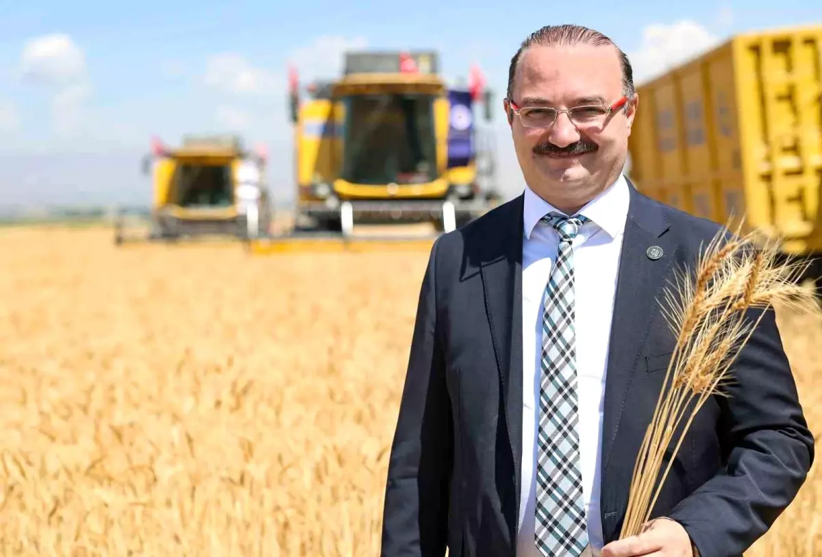 Erzurum Ovasinda Bugday Hasadi Torenle Basladi