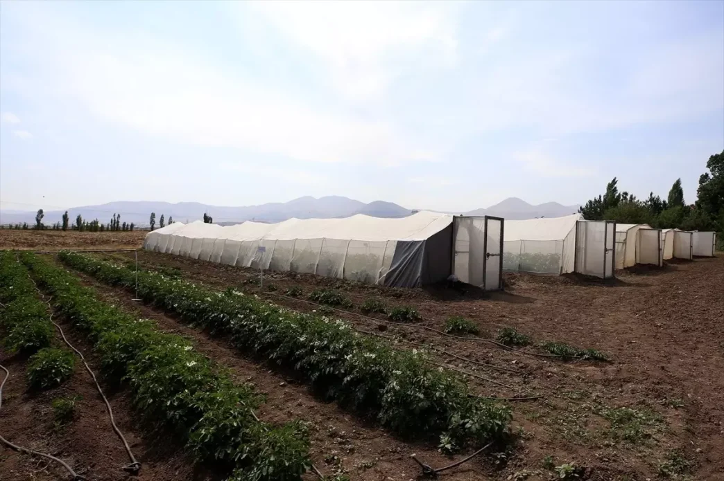 Erzurumda Yeni Yerli Patates Tohumlari Gelistirildi