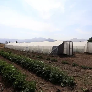 Erzurumda Yeni Yerli Patates Tohumlari Gelistirildi
