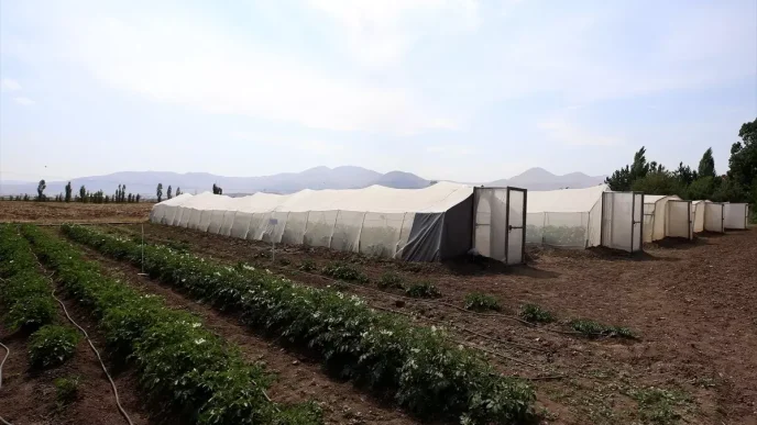 Erzurumda Yeni Yerli Patates Tohumlari Gelistirildi