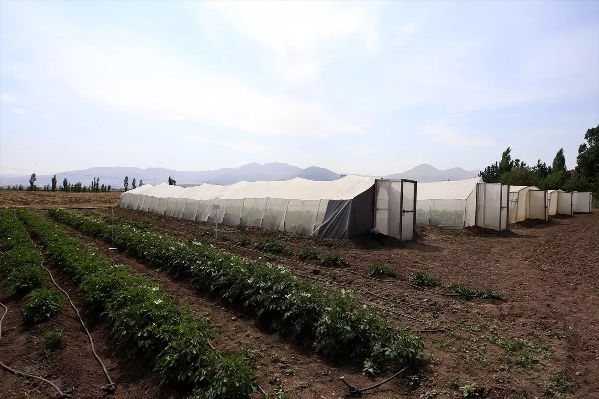 Erzurumda Yeni Yerli Patates Tohumlari Gelistirildi