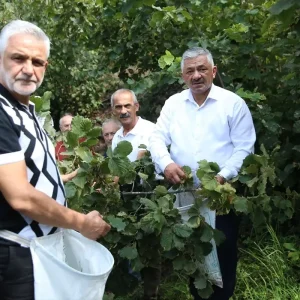 Findik Hasadi Sofularla Basladi Ureticilere Tavsiyeler
